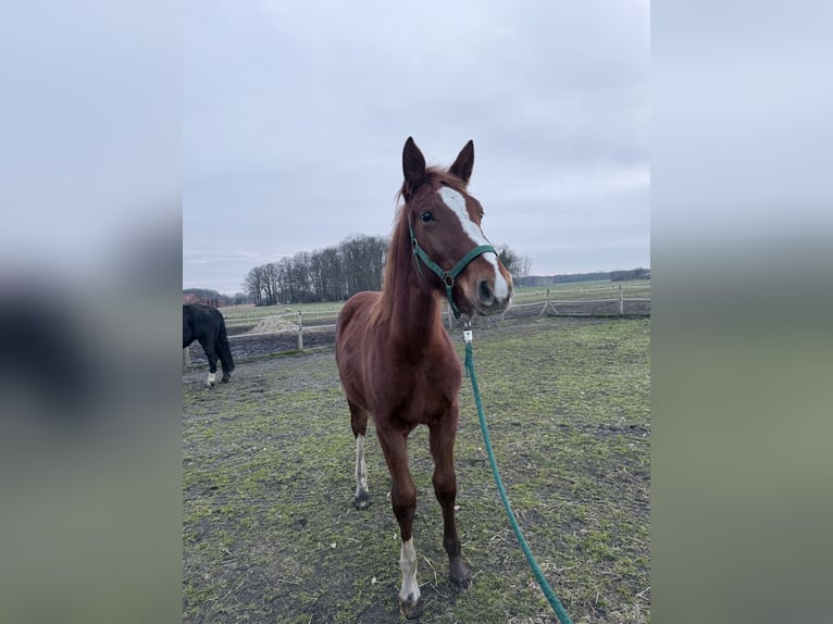 Koń oldenburski dawnego typu Klacz 1 Rok 165 cm Kasztanowata in Bad Laer