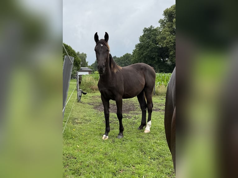 Koń oldenburski dawnego typu Klacz 1 Rok 175 cm Kara in D&#xF6;tlingen