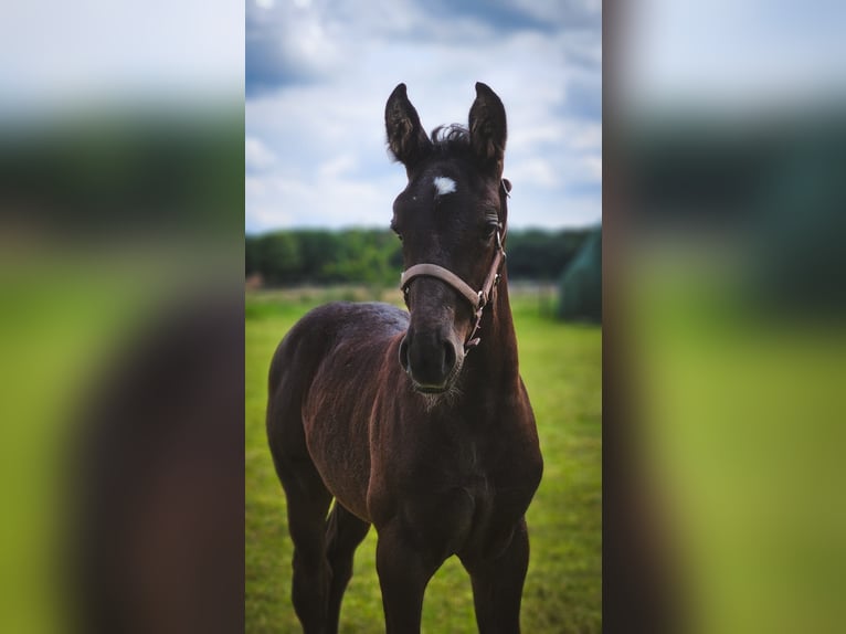 Koń oldenburski dawnego typu Klacz 1 Rok 175 cm Kara in D&#xF6;tlingen