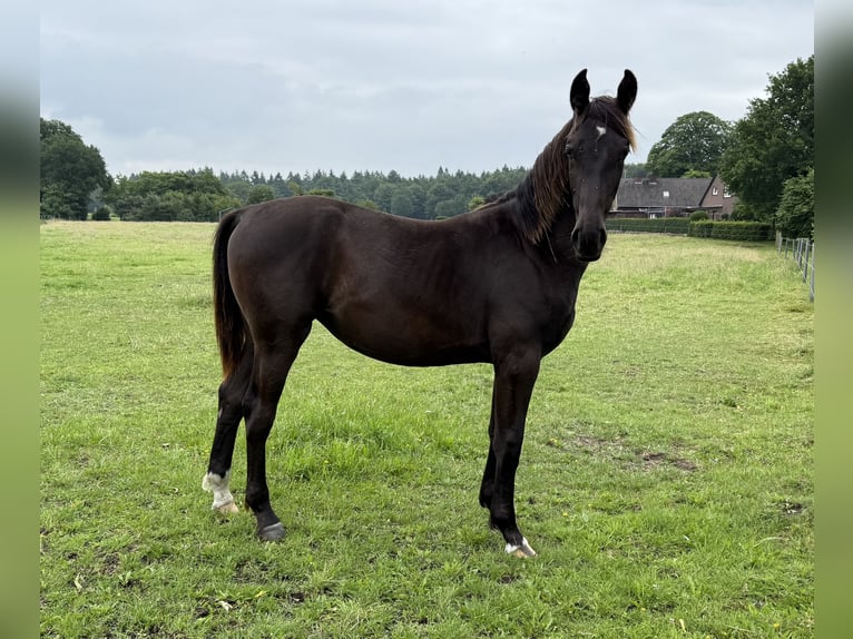 Koń oldenburski dawnego typu Klacz 1 Rok 175 cm Kara in D&#xF6;tlingen