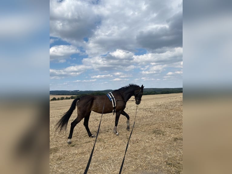 Koń oldenburski dawnego typu Klacz 20 lat 170 cm Ciemnogniada in Chursdorf