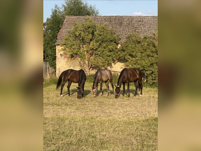 Koń oldenburski dawnego typu Klacz 20 lat 170 cm Ciemnogniada in Chursdorf