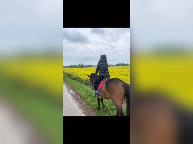 Koń oldenburski dawnego typu Klacz 24 lat 172 cm Gniada in Wadersloh