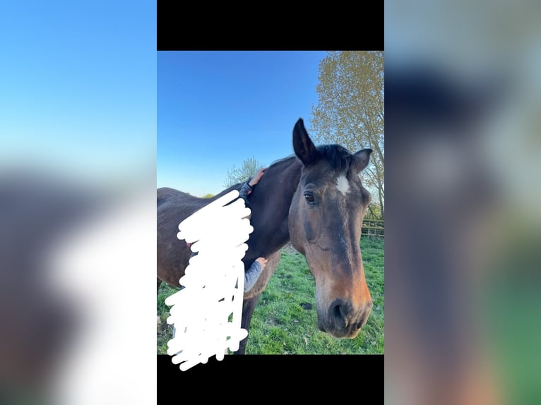 Koń oldenburski dawnego typu Klacz 24 lat 172 cm Gniada in Wadersloh