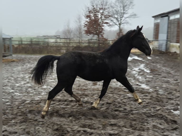 Koń oldenburski dawnego typu Klacz 2 lat 167 cm Kara in Twist