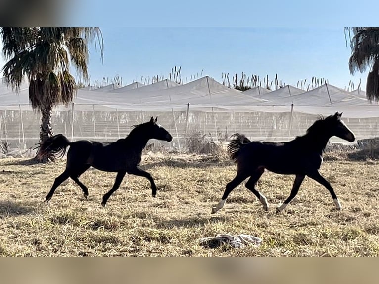 Koń oldenburski dawnego typu Klacz 2 lat in Alquerias De Santa Barbara