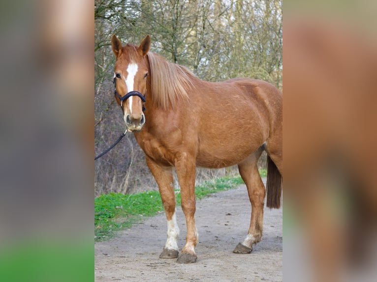 Koń oldenburski dawnego typu Mix Klacz 4 lat 160 cm Kasztanowata in Jesteburg