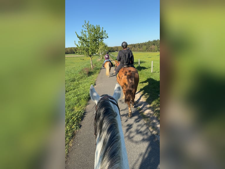 Koń oldenburski dawnego typu Mix Klacz 4 lat 160 cm Kasztanowata in Jesteburg