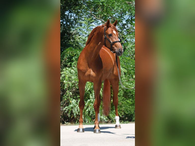 Koń oldenburski dawnego typu Klacz 4 lat 174 cm Ciemnokasztanowata in Szarvas