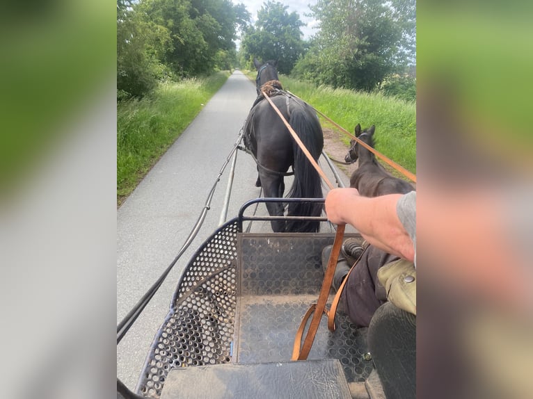 Koń oldenburski dawnego typu Klacz 5 lat 164 cm Kara in Rhinow