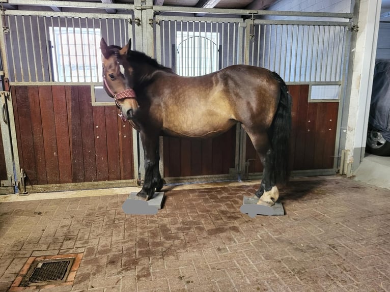 Koń oldenburski dawnego typu Klacz 7 lat 155 cm Ciemnogniada in Wilhelmshaven