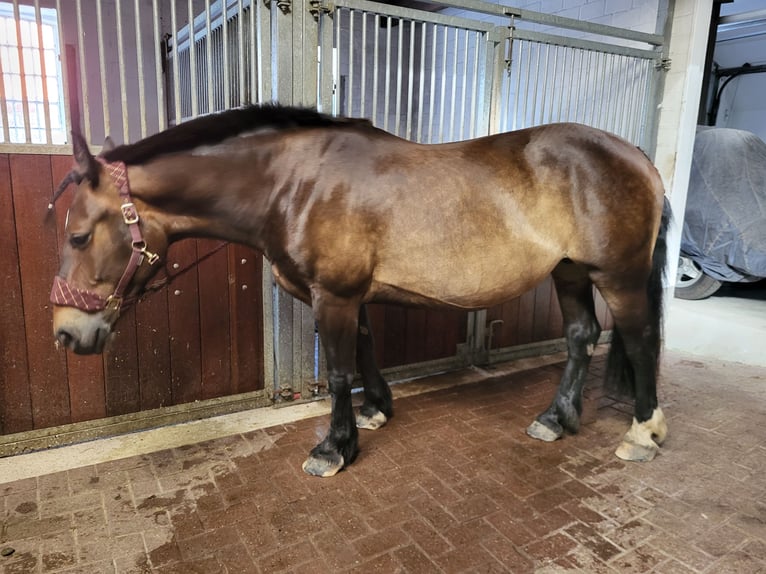 Koń oldenburski dawnego typu Klacz 7 lat 155 cm Ciemnogniada in Wilhelmshaven