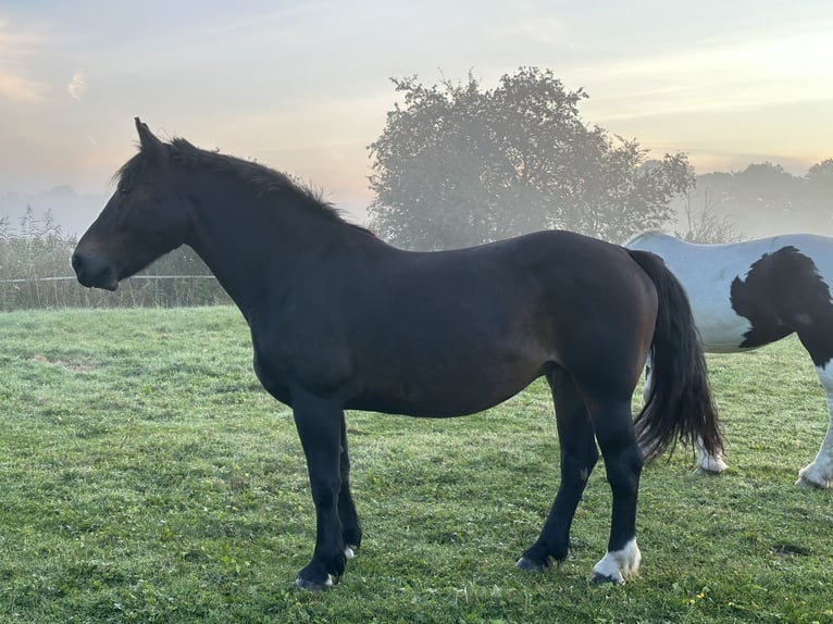 Koń oldenburski dawnego typu Klacz 7 lat 155 cm Ciemnogniada in Wilhelmshaven