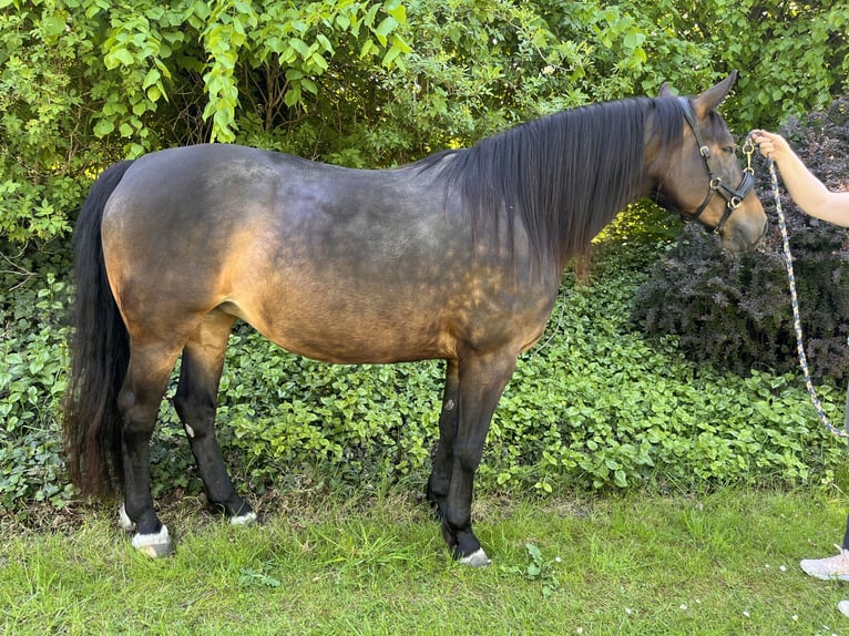 Koń oldenburski dawnego typu Klacz 7 lat 157 cm Ciemnogniada in Südbrookmerland Victorbur