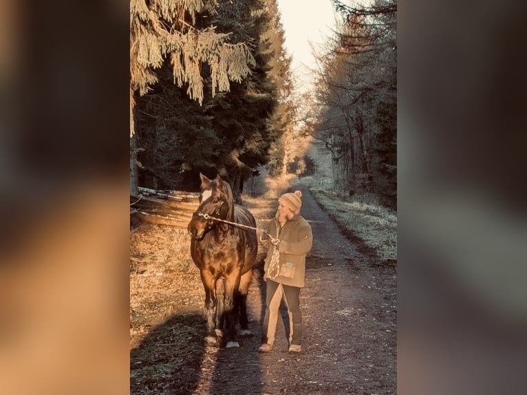 Koń oldenburski dawnego typu Klacz 7 lat 157 cm Ciemnogniada in Südbrookmerland Victorbur