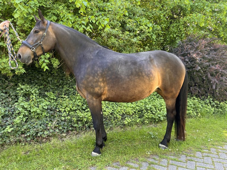 Koń oldenburski dawnego typu Klacz 7 lat 157 cm Ciemnogniada in Südbrookmerland Victorbur