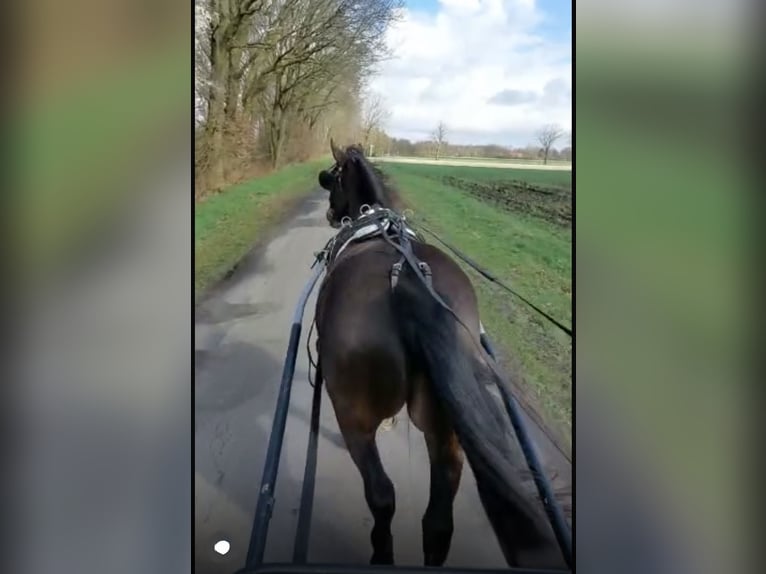 Koń oldenburski dawnego typu Klacz 7 lat 157 cm Ciemnogniada in Südbrookmerland Victorbur