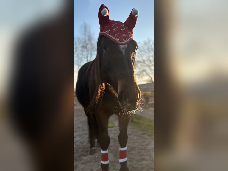 Koń oldenburski dawnego typu Klacz 7 lat 157 cm Ciemnogniada in Südbrookmerland Victorbur