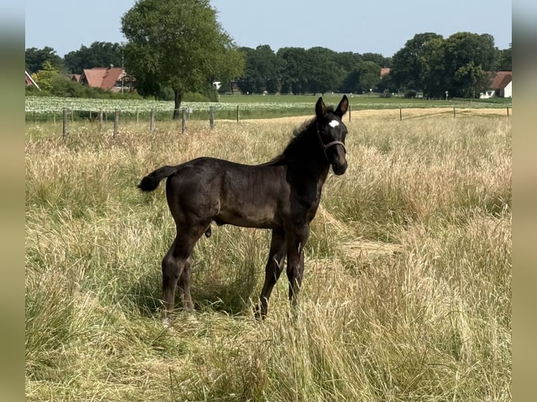 Koń oldenburski dawnego typu Ogier 1 Rok 165 cm Kara in Dötlingen