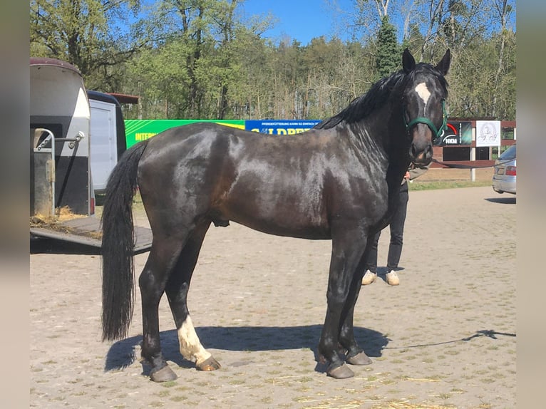 Koń oldenburski dawnego typu Ogier Kara in Schönwalde