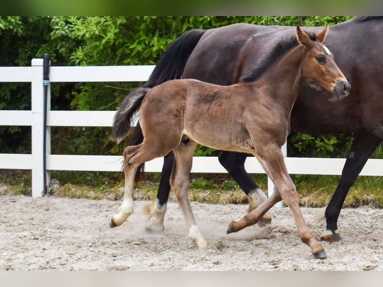 Koń oldenburski dawnego typu Ogier Źrebak (04/2026) Kara in Insel Usedom