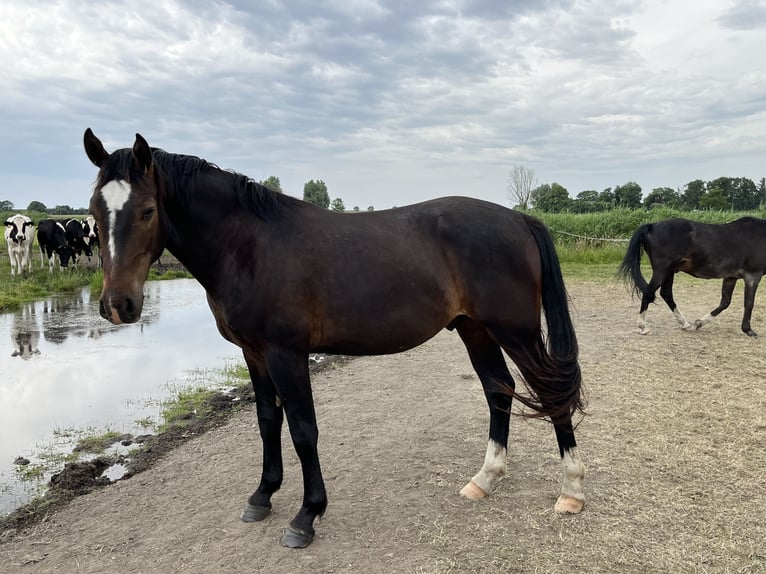 Koń oldenburski dawnego typu Wałach 2 lat 165 cm Ciemnogniada in D&#xF6;tlingen