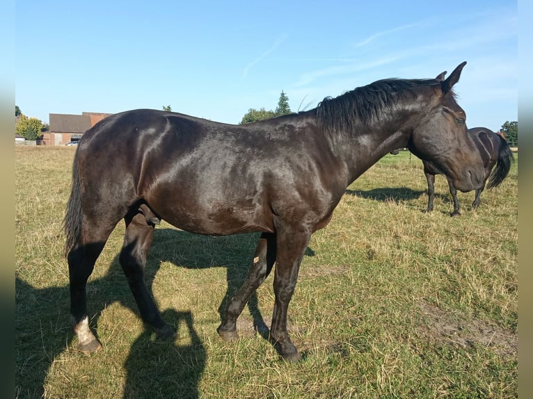 Koń oldenburski dawnego typu Wałach 2 lat 172 cm Kara in St&#xF6;ckse
