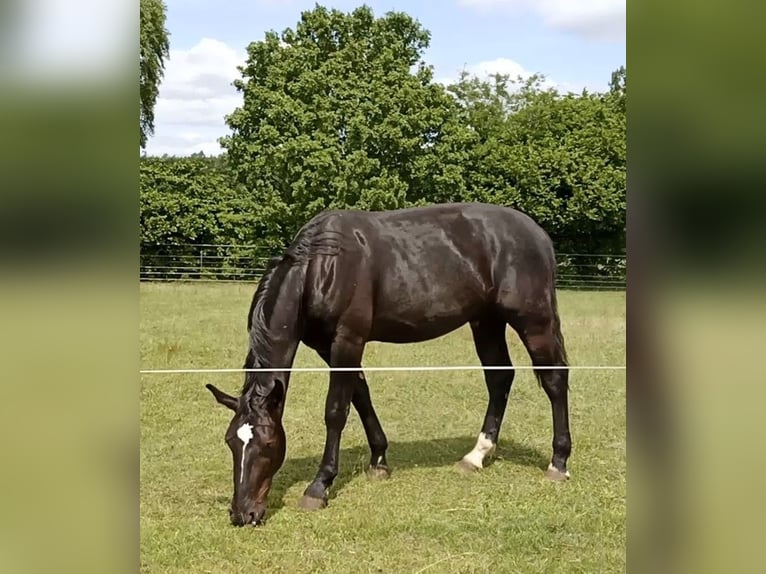 Koń oldenburski dawnego typu Wałach 2 lat 172 cm Kara in St&#xF6;ckse