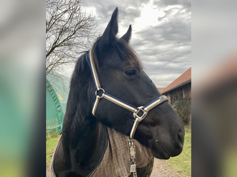 Koń oldenburski dawnego typu Wałach 3 lat 161 cm Kara in D&#xF6;tlingen