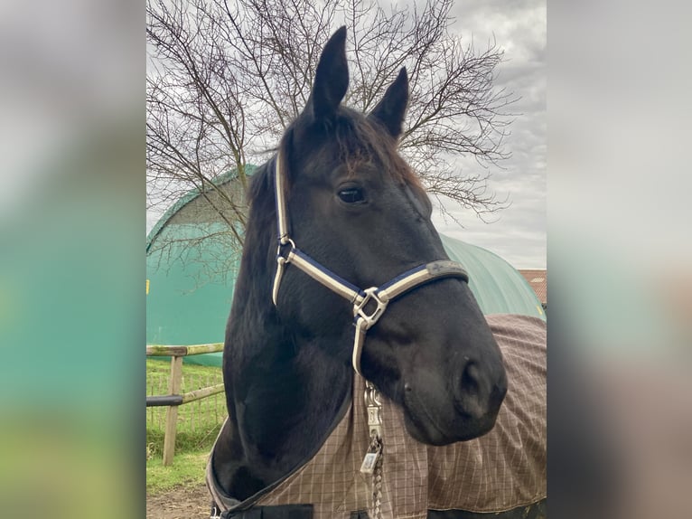 Koń oldenburski dawnego typu Wałach 3 lat 162 cm Kara in D&#xF6;tlingen
