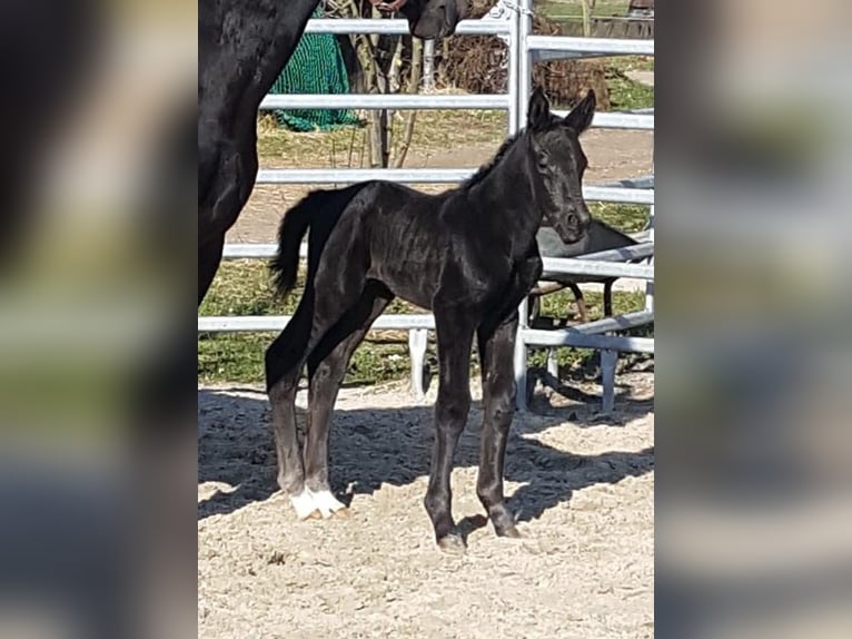 Koń oldenburski dawnego typu Wałach 3 lat 162 cm Kara in D&#xF6;tlingen