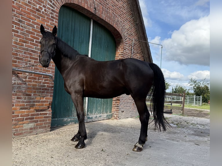 Koń oldenburski dawnego typu Wałach 3 lat 162 cm Kara in D&#xF6;tlingen