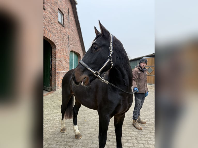 Koń oldenburski dawnego typu Wałach 3 lat 165 cm Ciemnogniada in Dötlingen