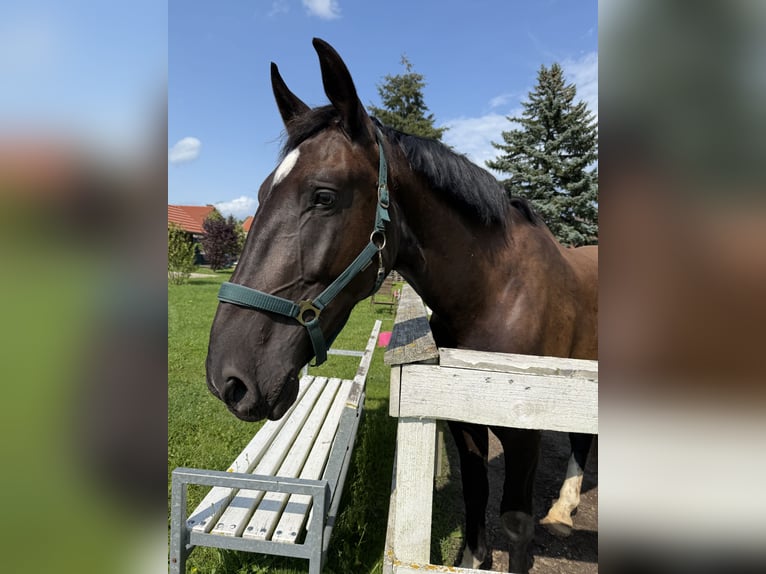 Koń oldenburski dawnego typu Wałach 3 lat 175 cm Kara in L&#xF6;wenberger Land