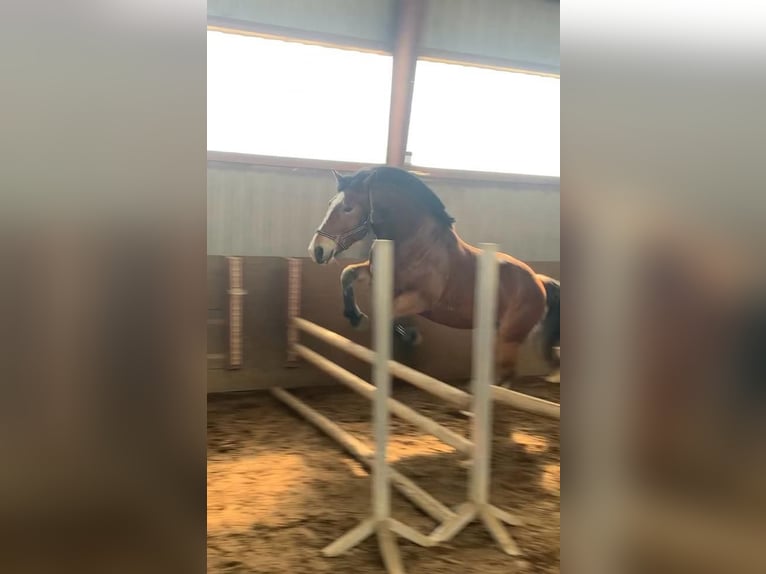 Koń oldenburski dawnego typu Mix Wałach 4 lat 156 cm Gniada in Wallenhorst