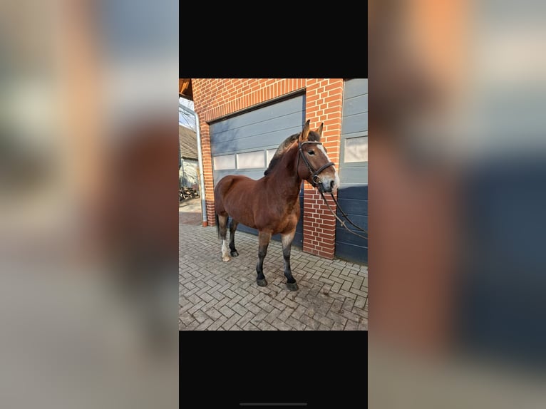 Koń oldenburski dawnego typu Mix Wałach 4 lat 156 cm Gniada in Wallenhorst