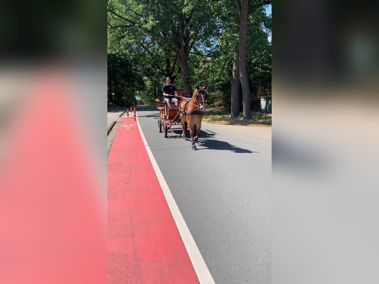 Koń oldenburski dawnego typu Mix Wałach 4 lat 156 cm Gniada in Wallenhorst
