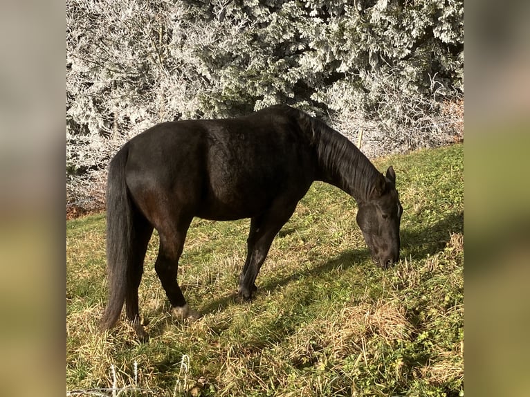 Koń oldenburski dawnego typu Wałach 4 lat 162 cm Kara in Oberbalm