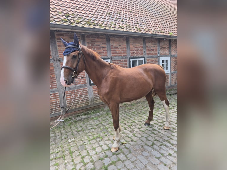 Koń oldenburski dawnego typu Wałach 4 lat 165 cm Kasztanowata in Bippen
