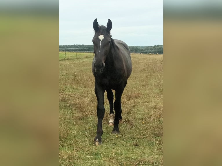 Koń oldenburski dawnego typu Wałach 1 Rok 175 cm Kara in Stöckse