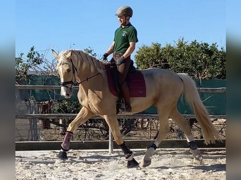 Koń oldenburski dawnego typu Mix Wałach 5 lat 178 cm Izabelowata in Valencia