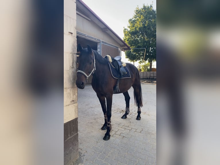 Koń oldenburski Klacz 10 lat 162 cm Skarogniada in Ro&#xDF;dorf