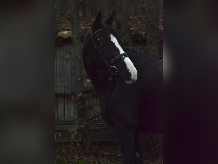 Koń oldenburski Klacz 10 lat 163 cm Kara in Würzburg