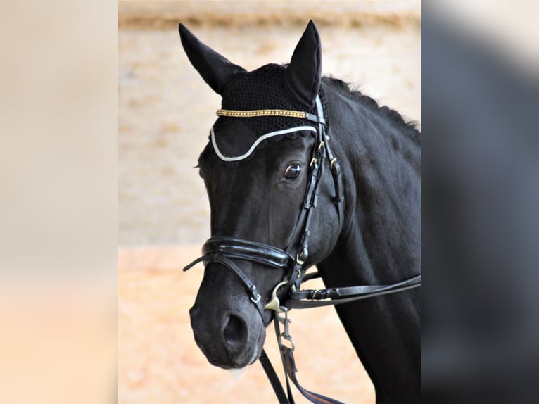 Koń oldenburski Klacz 10 lat 163 cm Kara in Roßdorf bei Darmstadt