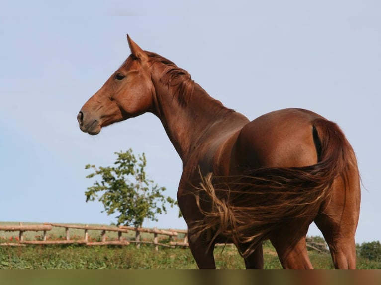 Koń oldenburski Klacz 10 lat 164 cm Kasztanowata in Himmelkron