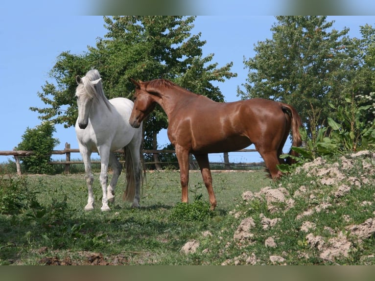 Koń oldenburski Klacz 10 lat 164 cm Kasztanowata in Himmelkron