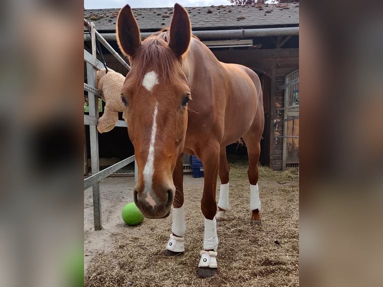 Koń oldenburski Klacz 10 lat 164 cm Kasztanowata in Himmelkron