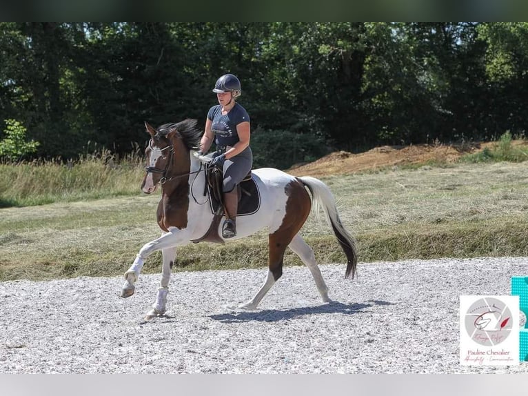 Koń oldenburski Klacz 10 lat 164 cm Tobiano wszelkich maści in Marly-sous-Issy