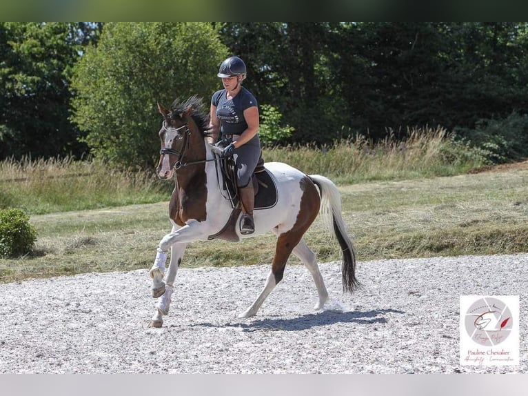 Koń oldenburski Klacz 10 lat 164 cm Tobiano wszelkich maści in Marly-sous-Issy