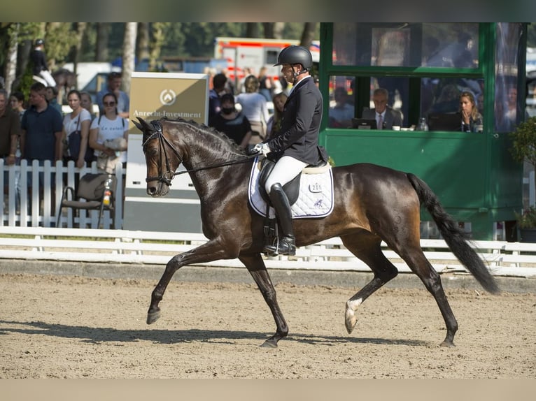 Koń oldenburski Klacz 10 lat 165 cm Ciemnogniada in Garrel